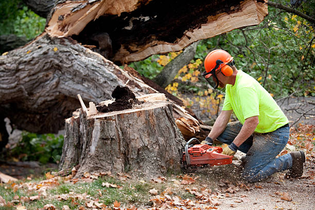 Shenandoah, VA Tree Service Company